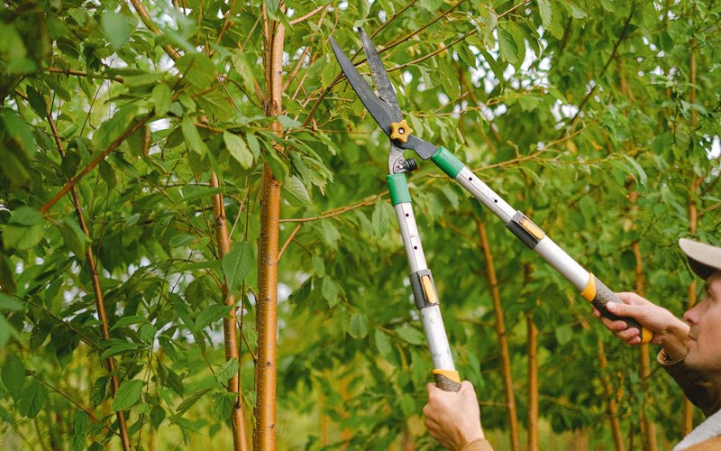 Tree trimming in Government Camp, OR