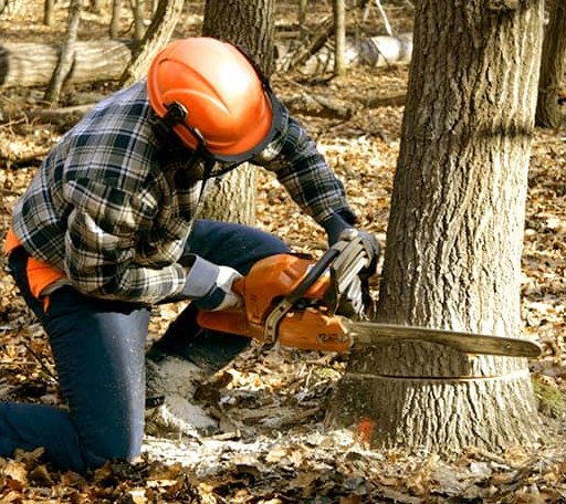 Tree Removal in Government Camp, OR